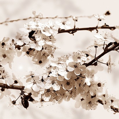 24 x 24 Sakura II (IBG)