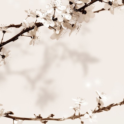 24 x 24 Sakura III (IBG)