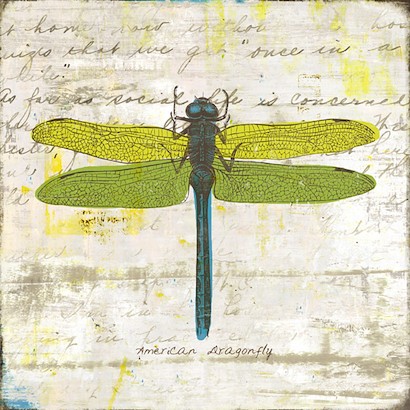 24 X 24 American Dragonfly (IBG)