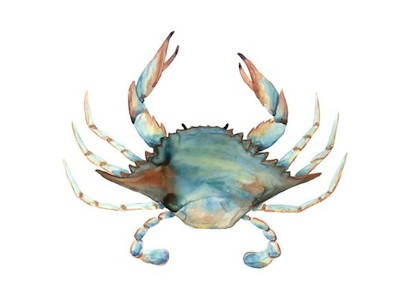 32 x 24 Ocean’s Creatures IV (IBG)