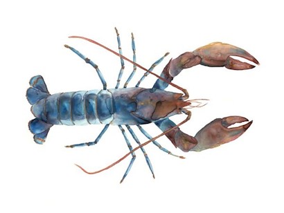 32 x 24 Ocean’s Creatures I (IBG)