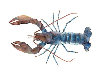 32 x 24 Ocean’s Creatures II (IBG)