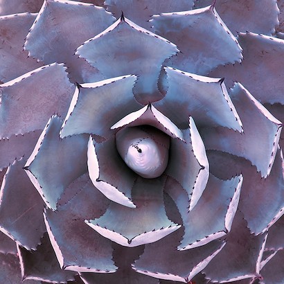 24 x 24 Crystal Flora III (IBG)