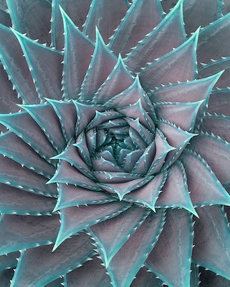 24 x 30 Crystal Flora IV (IBG)