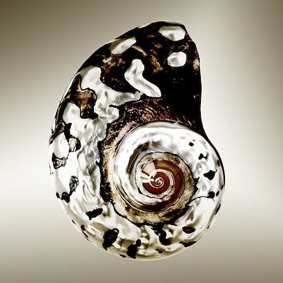 24 x 24 Gilt Shells I (IBG)