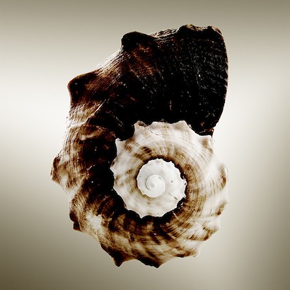24 x 24 Gilt Shells III (IBG)