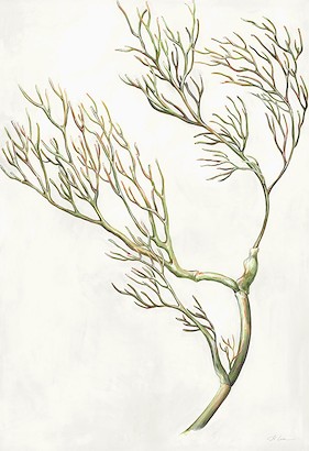 24 x 35 Springtime Gardening VI (IBG)