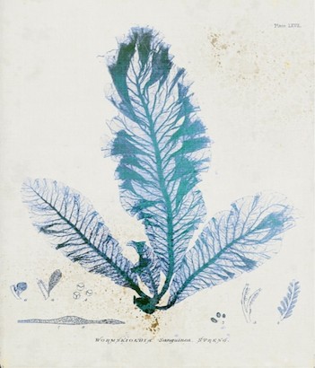 18 x 26 Wormskioldia (IBG)