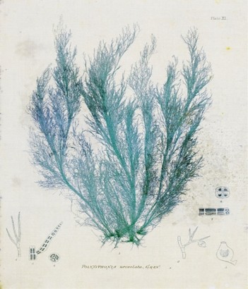 18 x 26 Polysiphonia (IBG)
