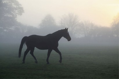 45 x 30 Misty Paddock (IBG)