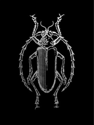 24 x 32 Historia Insectorum Generalis V (GS)