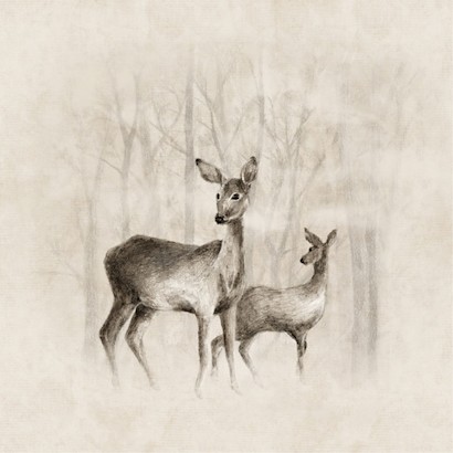 30 x 30 Misty Woods II (IBG)