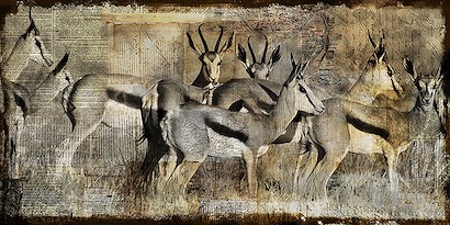 72 x 36 Springbok (IBG)