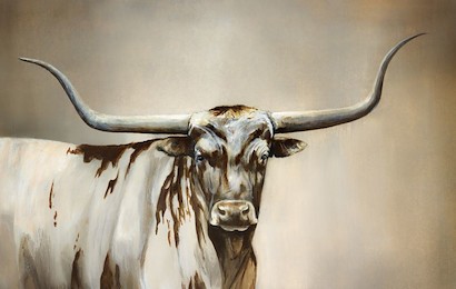 60 x 38 Long Horned Stud (IBG)