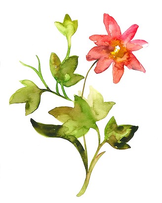 20 x 25 Dreams in Floral II (IBG)