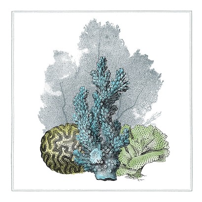 30 x 30 Coral beauty I (IBG)