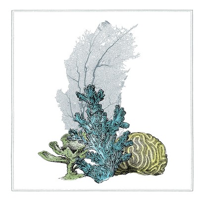 30 x 30 Coral beauty II (IBG)
