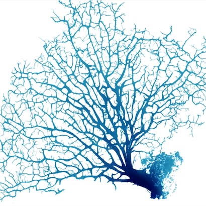 24 x 24 Blue Seafan Coral I (IBG)