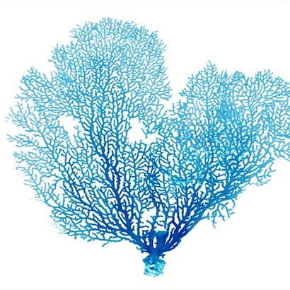 24 x 24 Blue Seafan Coral II (IBG)