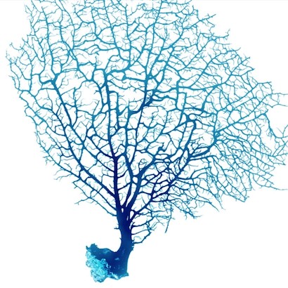 24 x 24 Blue Seafan Coral III (IBG)