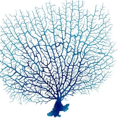 24 x 24 Blue Seafan Coral IV (IBG)