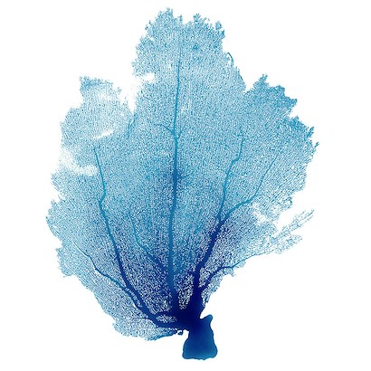 24 x 24 Blue Seafan Coral V (IBG)