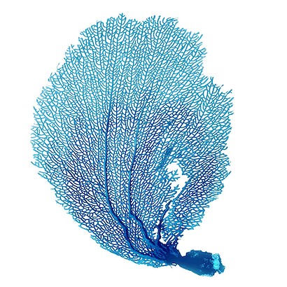 24 x 24 Blue Seafan Coral VI (IBG)