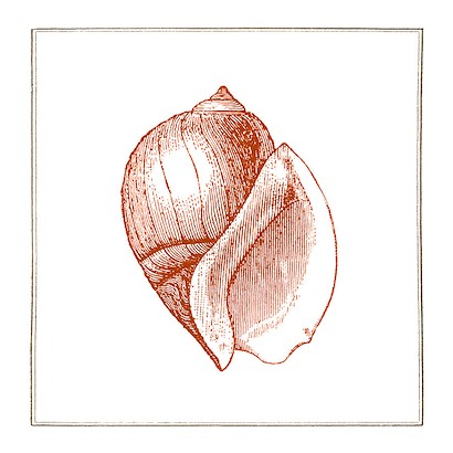 24 x 24 Coral Shells II (IBG)