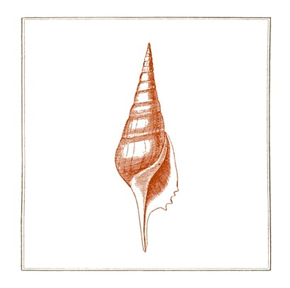 24 x 24 Coral Shells V (IBG)