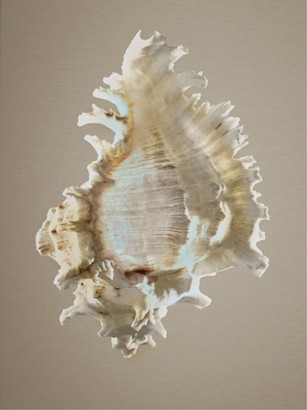 30 x 40 Shells on Champagne I (IBG)
