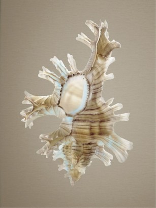 30 x 40 Shells on Champagne II (IBG)