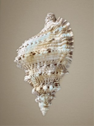 30 x 40 Shells on Champagne III (IBG)