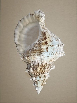 30 x 40 Shells on Champagne IV (IBG)