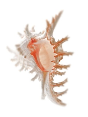 30 x 40 Sea Shell in White I (IBG)