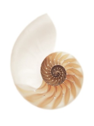 30 x 40 Sea Shell in White II (IBG)