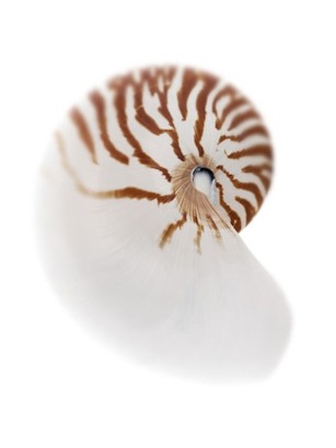 30 x 40 Sea Shell in White III (IBG)