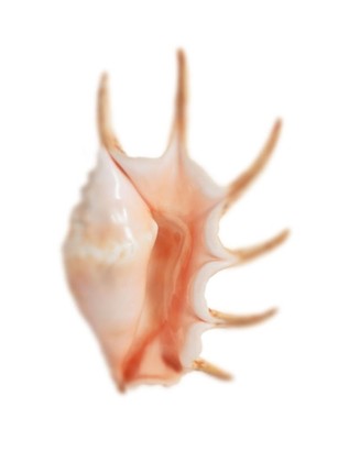 30 x 40 Sea Shell in White IV (IBG)