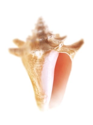 30 x 40 Sea Shell in White V (IBG)