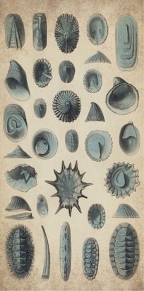 20 x 33 Study of Sea Shells I (IBG)