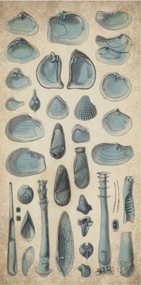 20 x 33 Study of Sea Shells II (IBG)