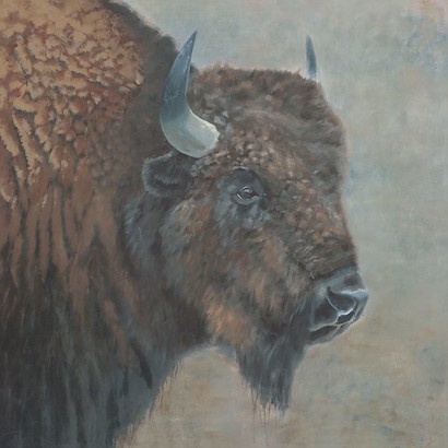 50 x 50 The American Bison (KG)