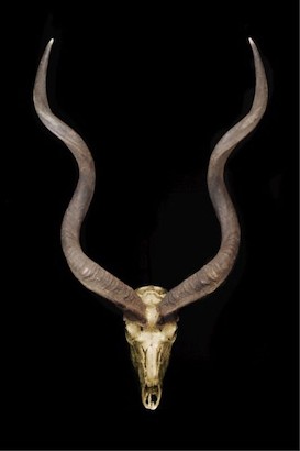 20 x 30 Skull and Bones II (MT)