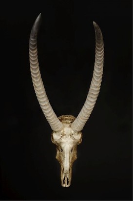 20 x 30 Skull and Bones III (MT)