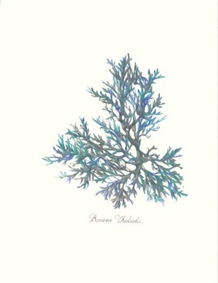 24 x 32 Sea Forest VI (IBG)