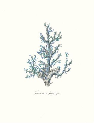 24 x 32 Sea Forest VII (IBG)