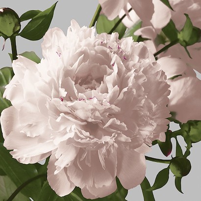 47 x 47 Vintage Florals  C (IBG)