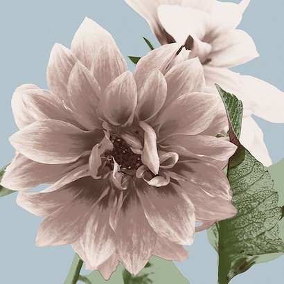 47 x 47 Vintage Florals  D (IBG)