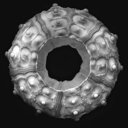 24 x 24 Sea Urchin I (IBG)