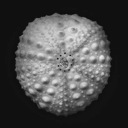24 x 24 Sea Urchin II (IBG)
