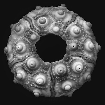 24 x 24 Sea Urchin III (IBG)